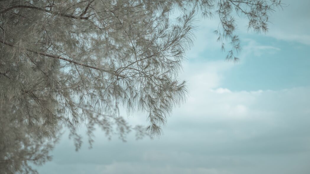 树影映水，高清4K树枝反射壁纸 3840x2160下载