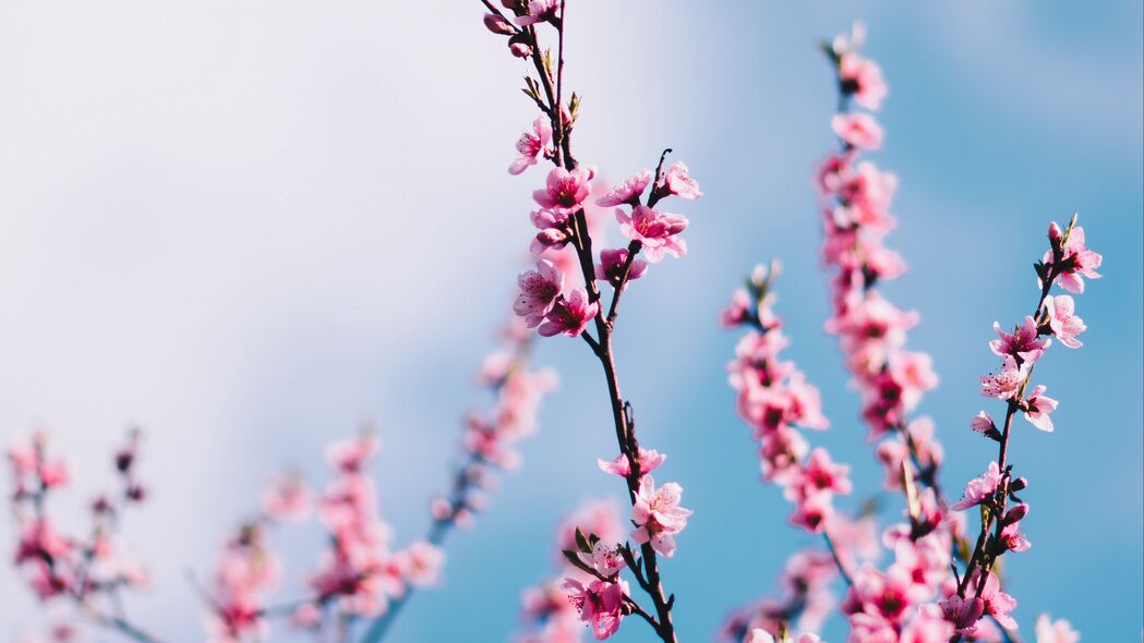 樱花盛开春之韵，树枝轻舞天空云，高清4K壁纸3840x2160，畅享自然之美