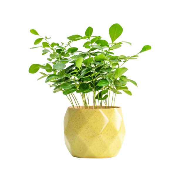 黄色菠萝盆九里香盆栽PNG素材，高清透明动植物元素设计下载