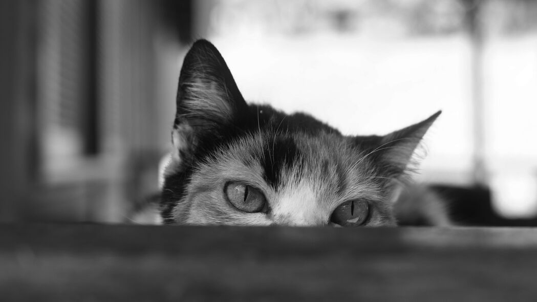 间谍猫，黑白眼眸与敏锐耳朵，4K超清壁纸下载（3840x2160）