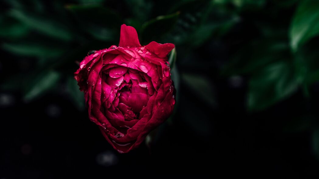 牡丹花蕾露水之韵，粉红色湿润水滴，超清4K壁纸3840x2160免费下载