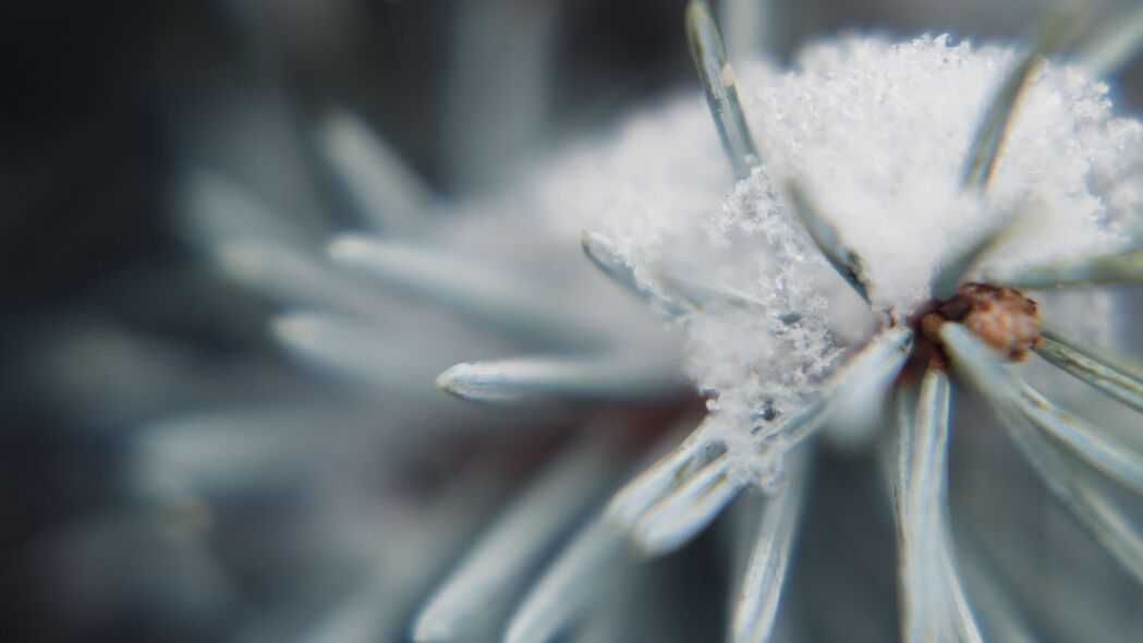 树枝雪景针状特写，宏观视角领略自然之美，4K高清壁纸3840x2160免费下载