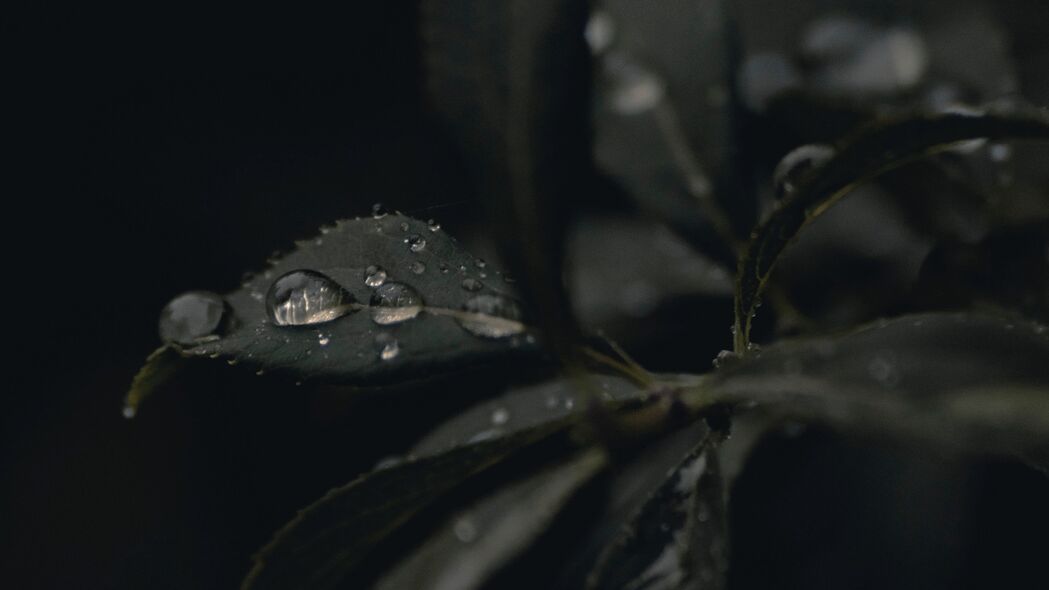 树叶水滴露水植物深色宏观4K超清壁纸，3840x2160高清背景图片下载