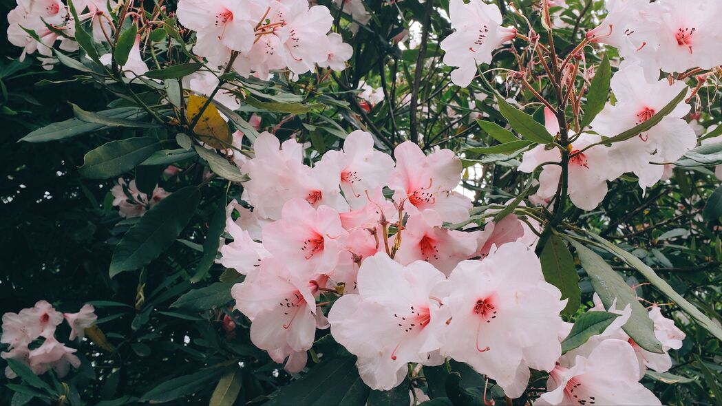 粉色花朵绽放美景，高清4K植物壁纸（3840x2160）下载