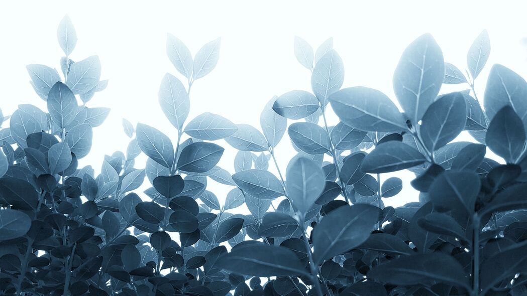 植物之美，高清4K叶茎枝壁纸，3840x2160超清下载