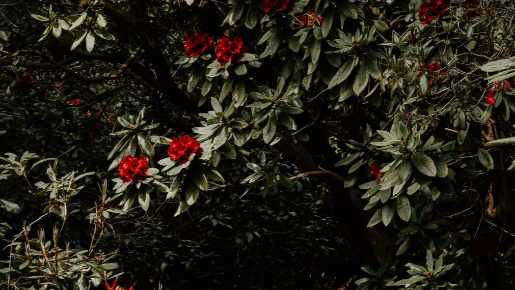 树花红色植物花园，绝美4K壁纸，3840x2160高清背景图片免费下载