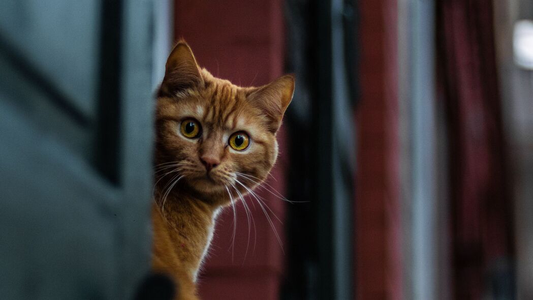 猫间谍视觉奇迹，精选4K高清壁纸，3840x2160动物图片下载