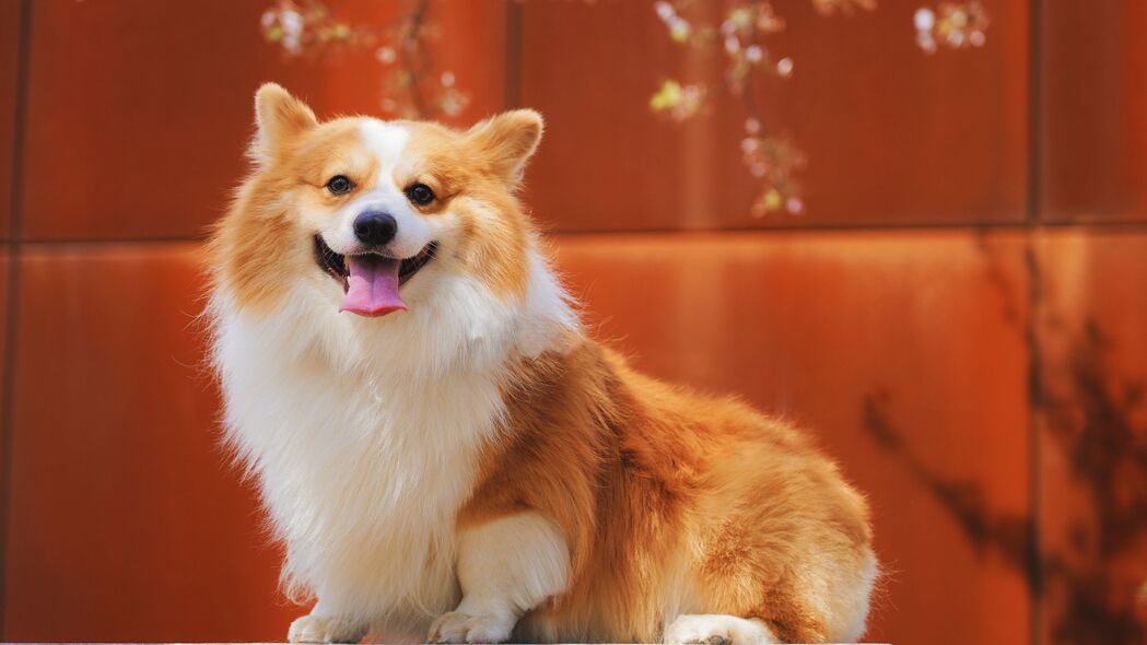 威尔士柯基犬，红白相间，满意笑容，突出舌头，4K高清壁纸3840x2160下载