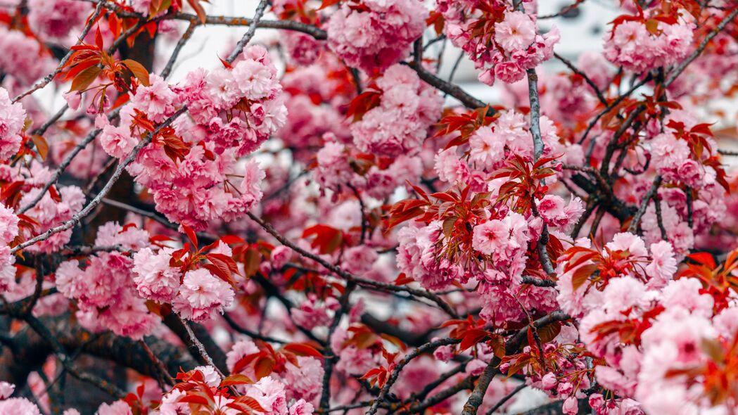 春天粉红色花树高清壁纸，树枝花朵绽放美景，4K超高清3840x2160背景图片下载