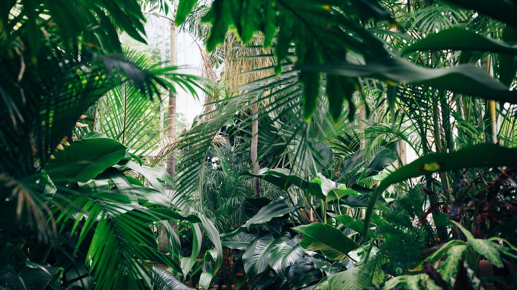 探索绿色世界，植物园温室4K高清壁纸，3840x2160超清背景图片下载