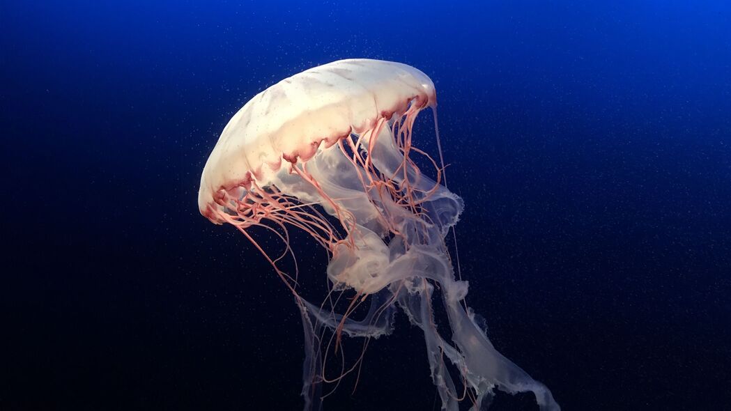 海洋探索，水母畅游蓝色海底，高清4K壁纸，水族馆风情尽在眼前