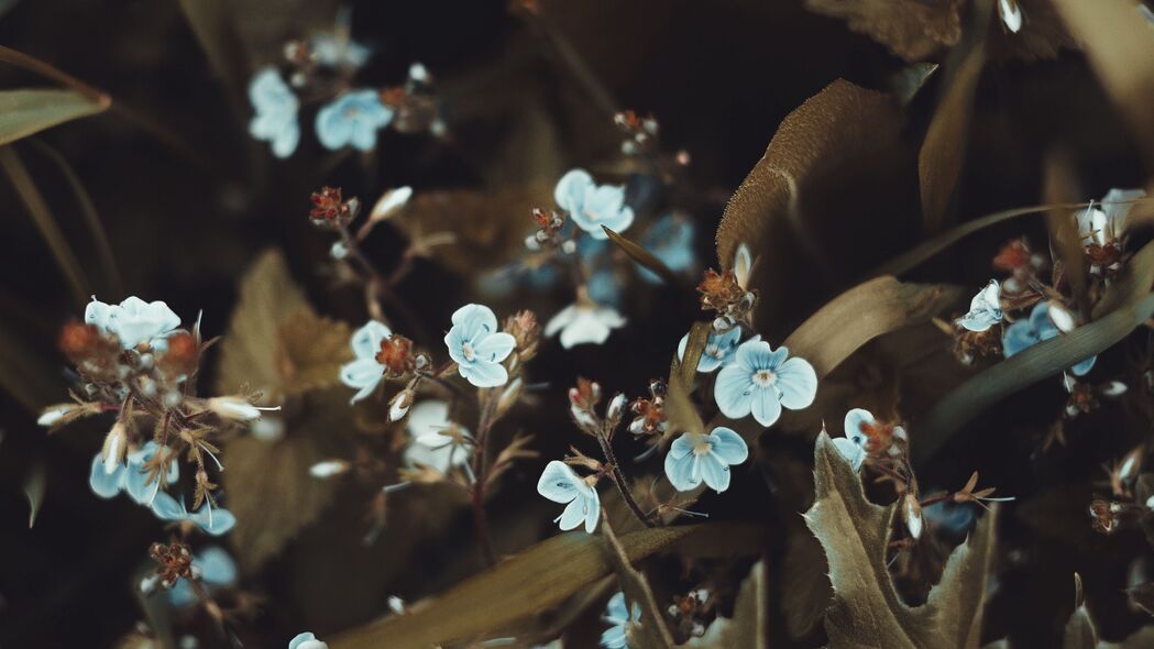 花朵绽放之美，树叶与小花交织的4K高清壁纸（3840x2160）免费下载