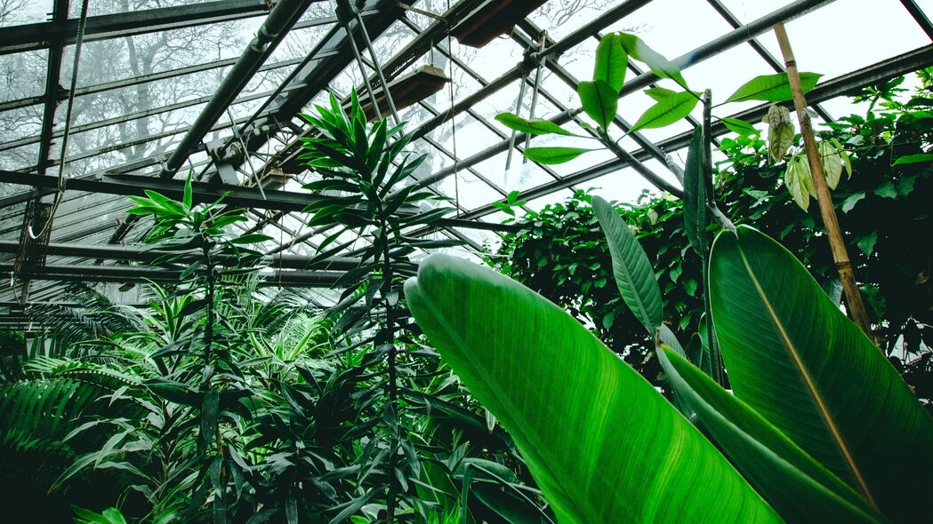 温室热带植物绿色4K壁纸，高清树叶背景图片3840x2160下载