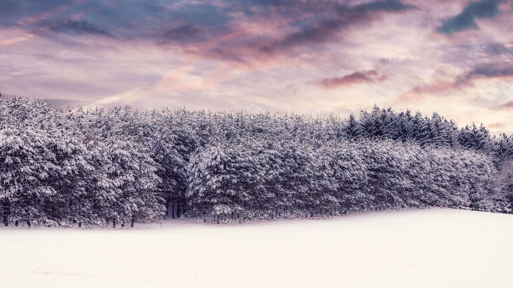 树影雪覆，冬日森林之美，4K高清壁纸3840x2160下载