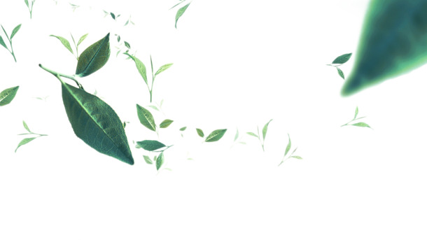漂浮植物模糊茶叶PNG透明图片，高清装饰元素与设计素材下载