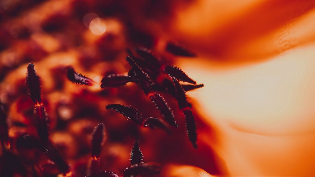 雄蕊之美，花粉绽放，高清4K花卉壁纸，3840x2160超清下载