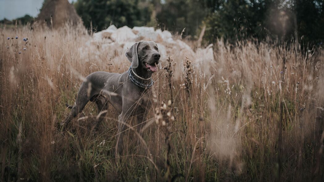 Weimaraner狗狗草地漫步美景，精选4K超高清壁纸（3840x2160）免费下载