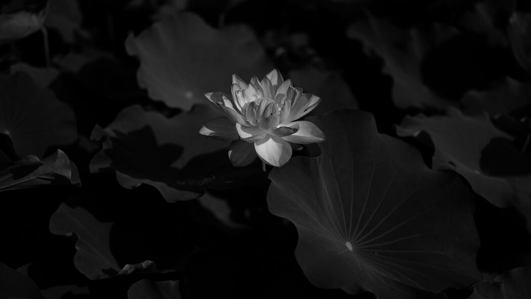 高清4K壁纸，黑白莲花睡莲，深色系3840x2160精美背景图片，免费下载