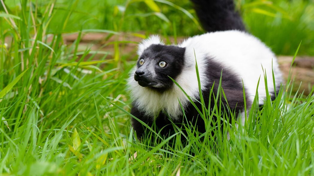 黑白褶皱狐猴漫步草丛，4K高清壁纸，尽享野生动物之美（3840x2160）