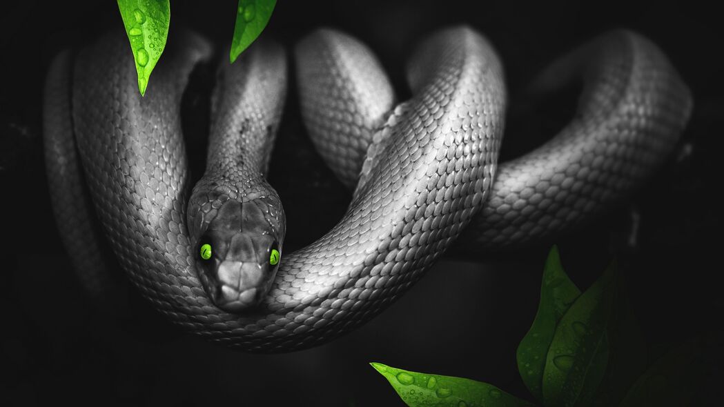 蛇眼之魅，Photoshop创意树叶纹理，4K超高清爬行动物壁纸（3840x2160）