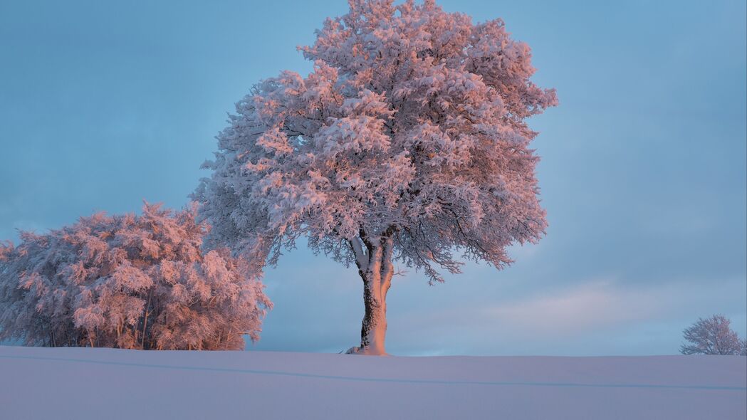 冬天雪景4K高清壁纸，树挂霜花，银装素裹，3840x2160分辨率下载