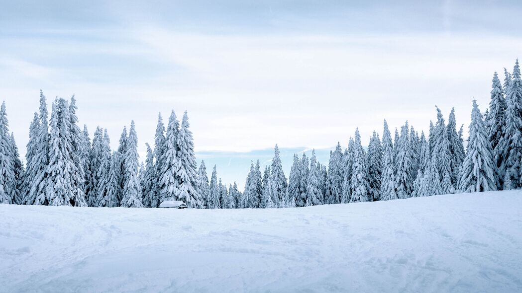 雪冬树木景，4K超高清壁纸，冬季景观雪地美图3840x2160下载