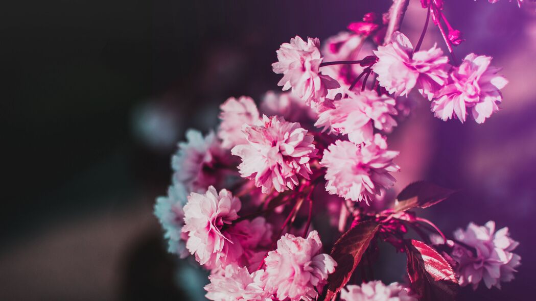 花朵绽放瞬间，树枝上的粉红色模糊美，超清4K壁纸3840x2160，高清下载