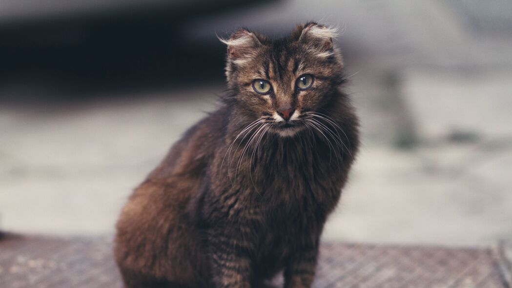 毛茸茸的猫咪视觉盛宴，可爱至极的4K高清壁纸（3840x2160）免费下载