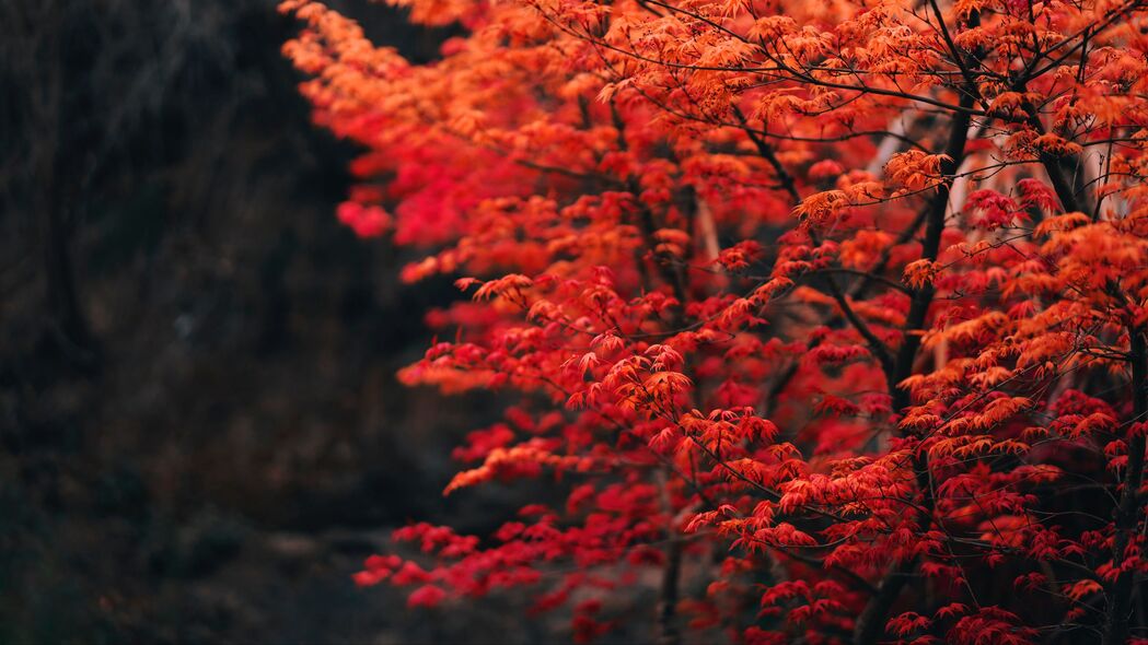 探索红色树影，树枝与树叶的模糊之美，4K超清壁纸3840x2160免费下载
