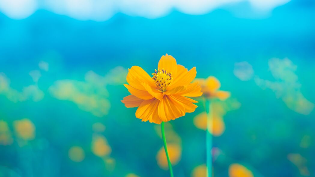 精致黄色花朵4K壁纸，高清雌蕊花瓣茎部细节，3840x2160超清背景图片下载