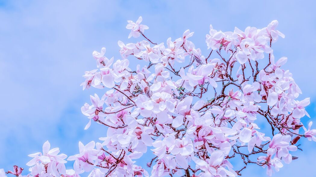 木兰绽放，花开满枝映天空绝美4K壁纸，3840x2160高清下载