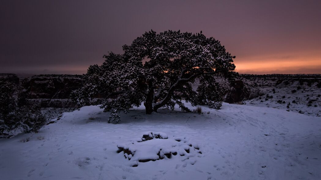 树影婆娑雪映冬，夜幕星空4K壁纸，高清3840x2160风景下载