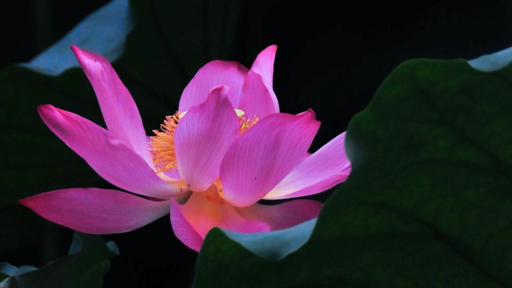 莲花之美，花叶花瓣细腻呈现，4K高清壁纸，3840x2160分辨率，畅享自然之美！