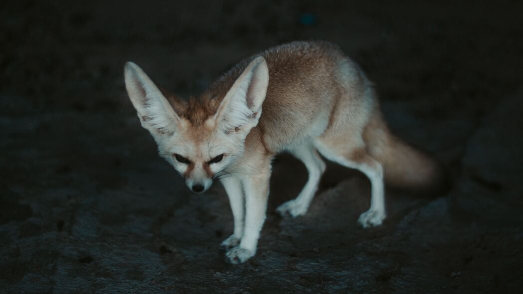 Fennec狐狸，探秘野生动物之美，4K高清壁纸下载（3840x2160）
