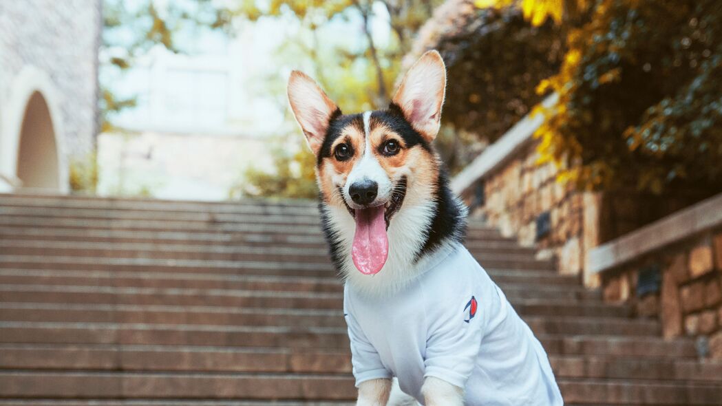 威尔士柯基犬，突出舌头萌态，时尚4K壁纸，3840x2160高清动物图片下载