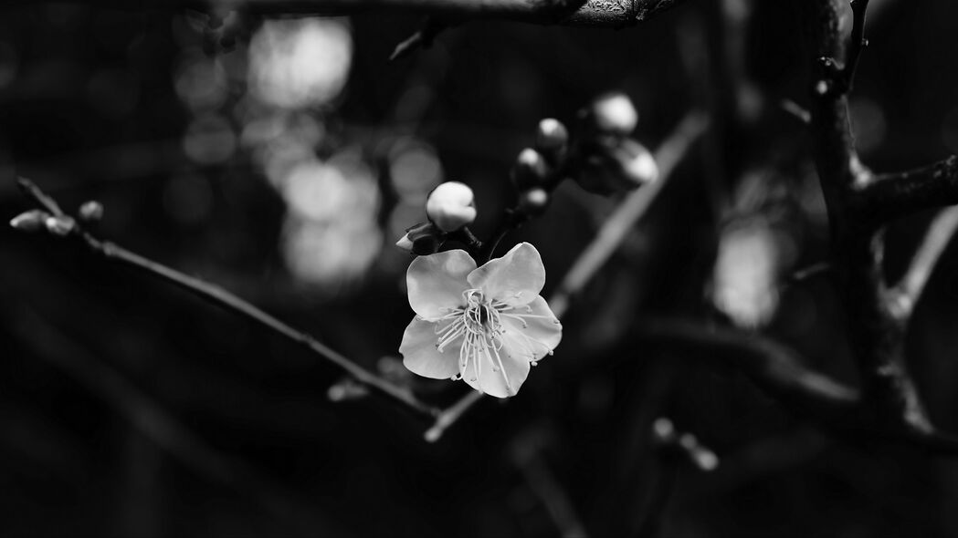 高清4K花枝黑白宏开花壁纸下载 - 3840x2160超高清背景图片