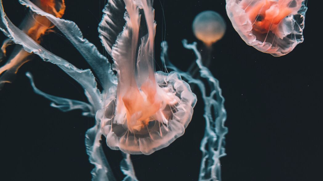 水母之美，探索海底世界的触手奇趣，水族馆高清4K壁纸，畅游3840x2160极致画质