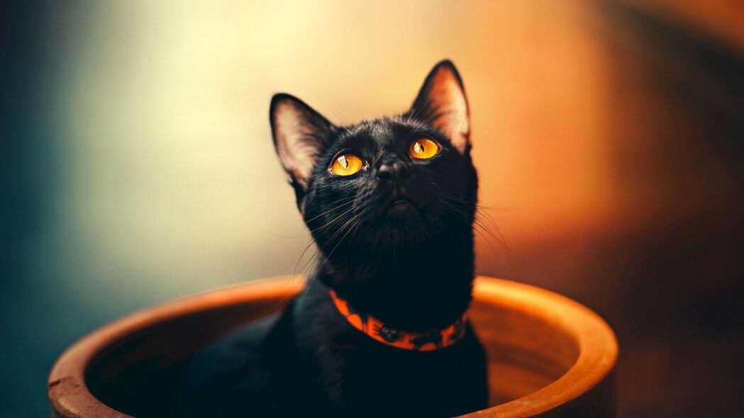 猫之黑眸，深邃视线下的神秘衣领，精选4K高清壁纸3840x2160，动物图片尽在眼前