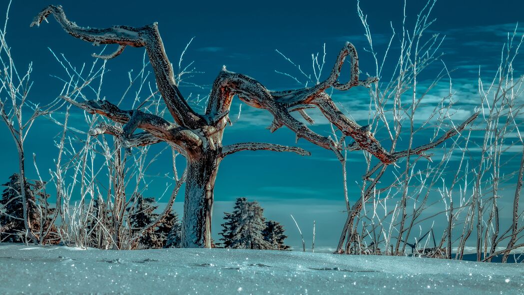 树挂银装，冬日雪景树枝映蓝天，4K高清壁纸，3840x2160超清下载