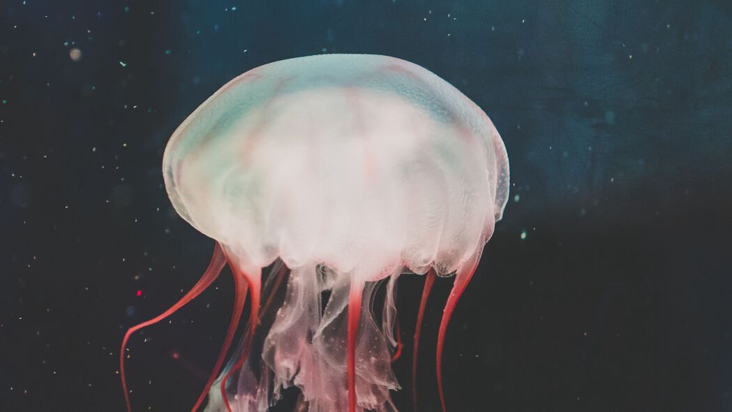 水母之美，探索海底世界的触手舞者，畅游于4K高清壁纸中的水上精灵