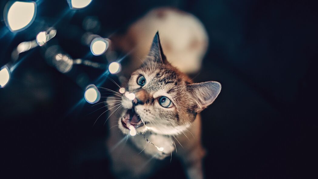 猫主题眩光散焦浅色4K壁纸，3840x2160高清动物图片下载