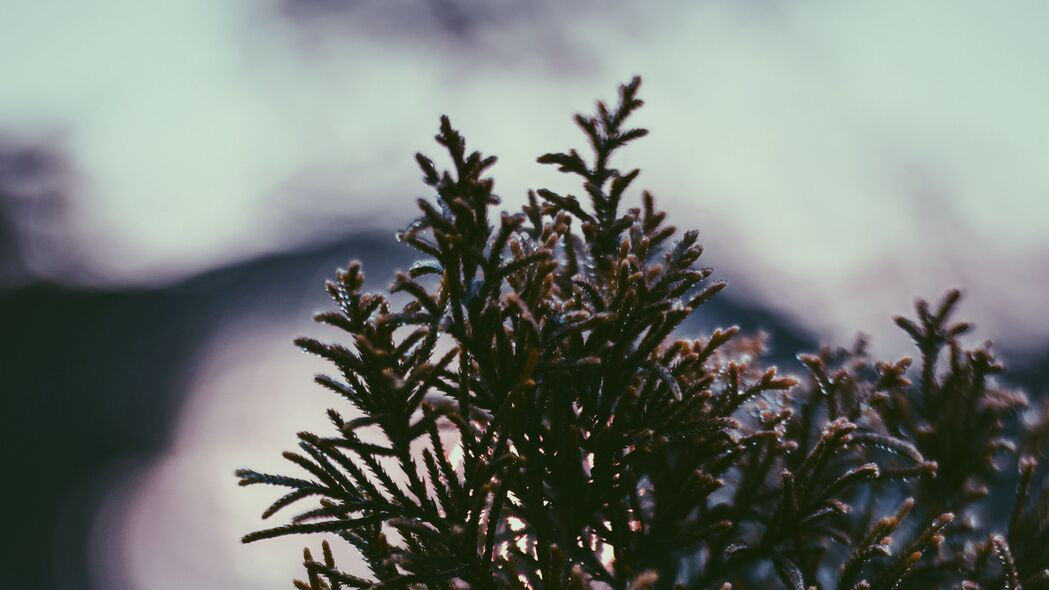 分支植物滴落露珠模糊效果4K高清壁纸 3840x2160精美背景图片下载