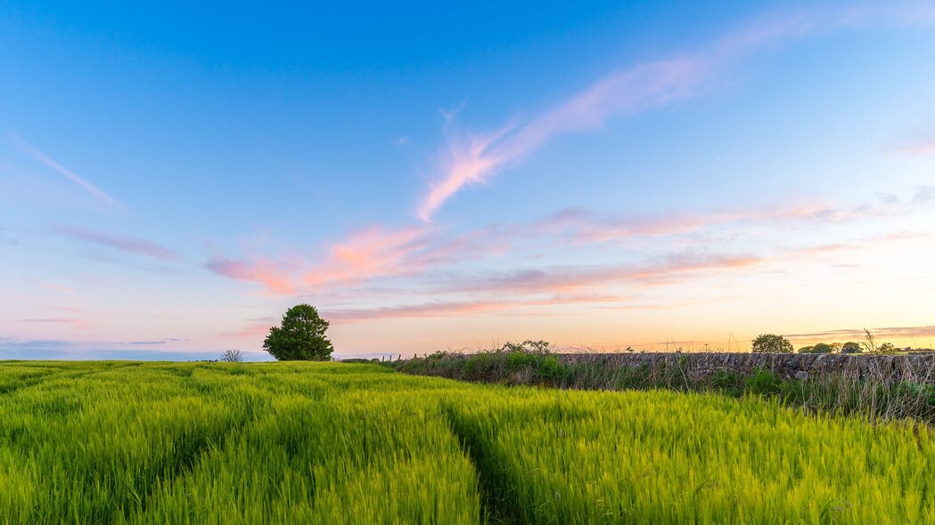 夏季草田树空美景，4K高清壁纸，3840x2160超清下载