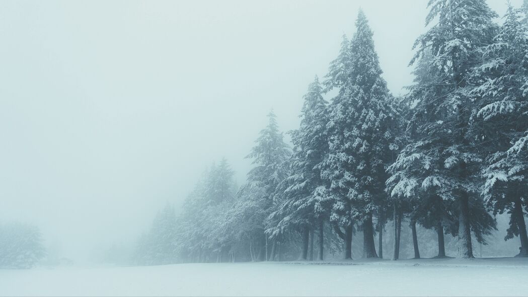 冬日雾雪树影，4K超清壁纸，3840x2160高清下载