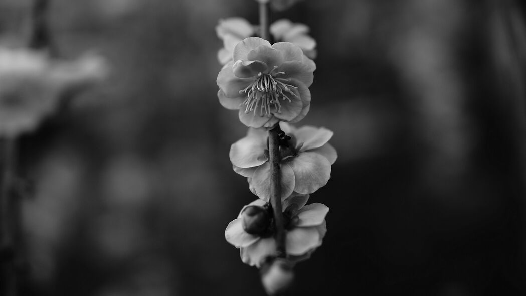 春日绽放，花宏黑白树枝4K高清壁纸，3840x2160极致清晰，下载尽享春天之美