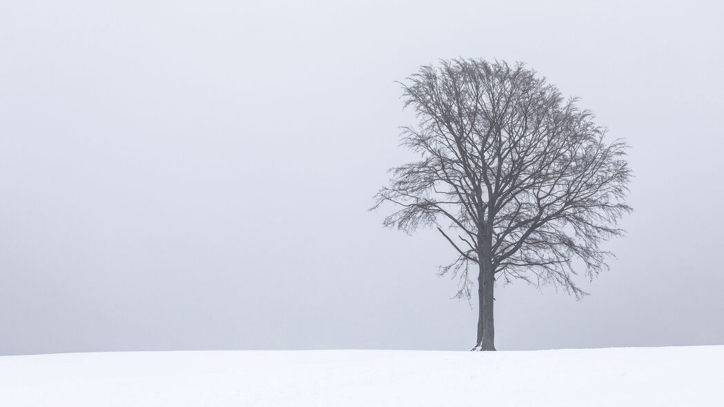 极简黑白冬雪4K壁纸，高清3840x2160分辨率，下载专属冬季树景背景图片