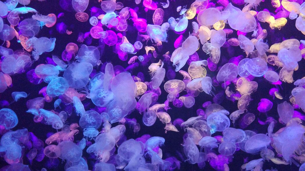 水母辉光霓虹，海底世界磷光4K壁纸，3840x2160高清动物图片下载