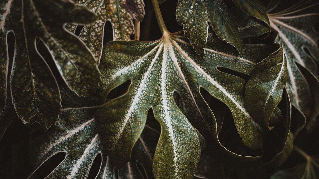 叶子雕刻特写，绿色植物的宏观之美，精选4K高清壁纸3840x2160，免费下载