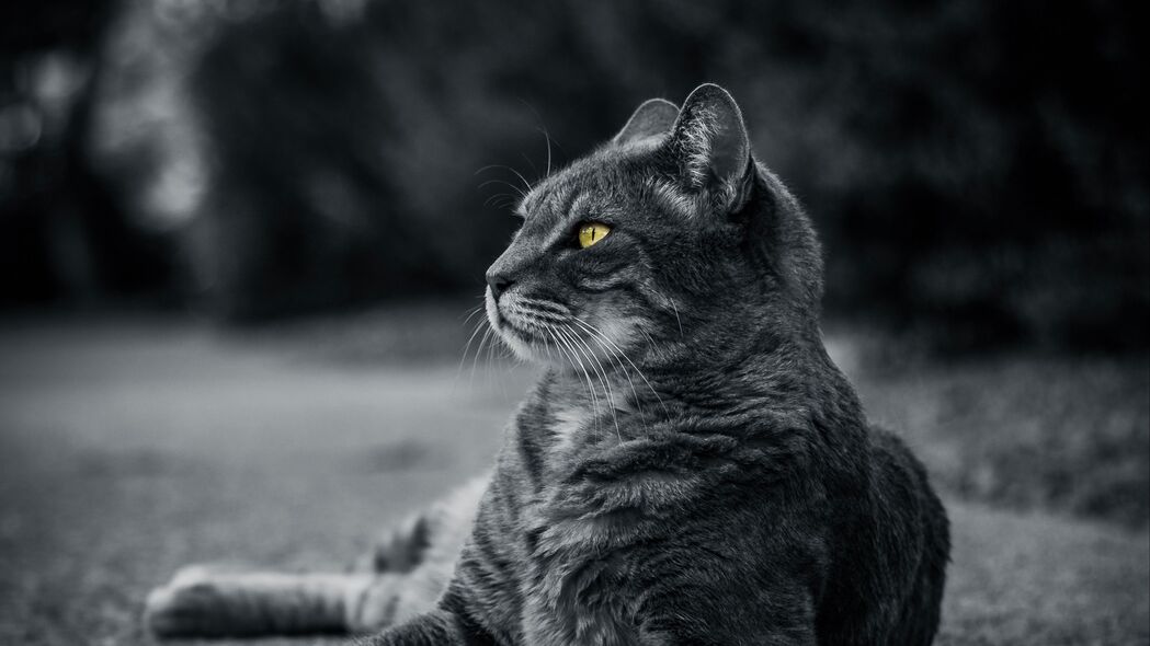 精选4K高清壁纸，黑白灰猫咪主题，谎言背后的纯净之美，3840x2160分辨率，免费下载