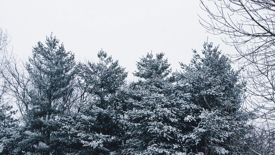 森林雪景树枝映蓝天，4K高清壁纸3840x2160，绝美风景一览无余！